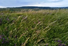 На Золочівщині за рішенням суду встановлять межі пам’ятки природи «Гора Кузяріна»