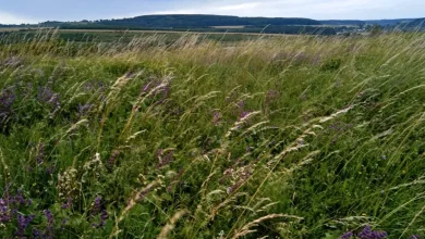 На Золочівщині за рішенням суду встановлять межі пам’ятки природи «Гора Кузяріна»