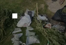 На Львівщині викрили групу, що вирощувала коноплі на мільйони гривень