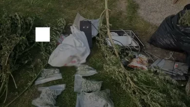 На Львівщині викрили групу, що вирощувала коноплі на мільйони гривень