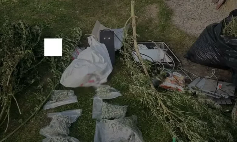 На Львівщині викрили групу, що вирощувала коноплі на мільйони гривень