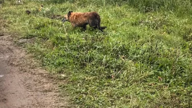 У Сокільниках рятувальники дістали собаку з двометрового колодязя
