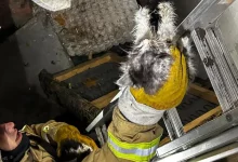 У Львові рятувальники дістали котів із колектора