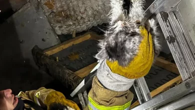 У Львові рятувальники дістали котів із колектора